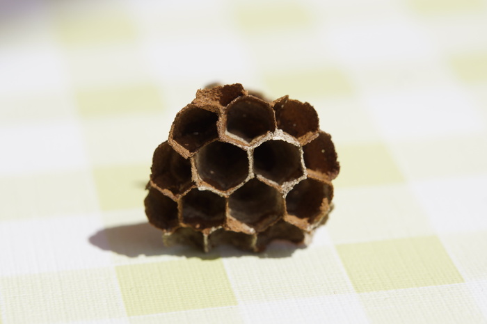 蜂巢，梳子，空的，六边形，六边形，特写，无人，蜂巢