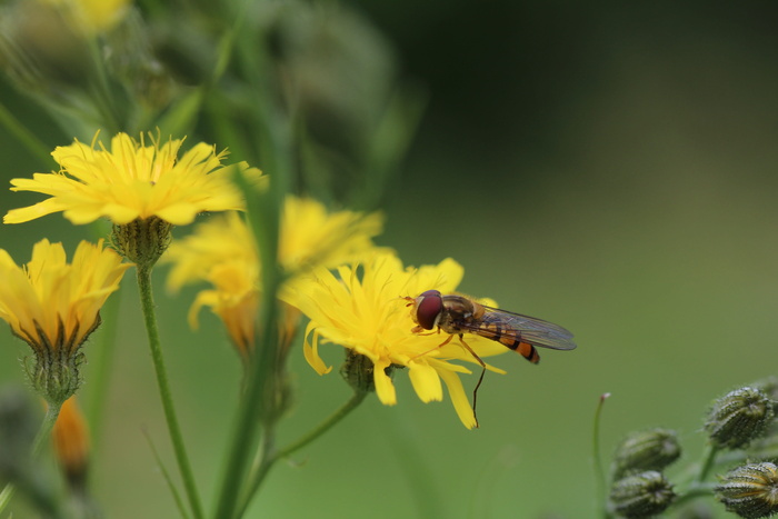 气垫蝇，豪猪，菊科，开花植物，花，无脊椎动物，昆虫，黄色