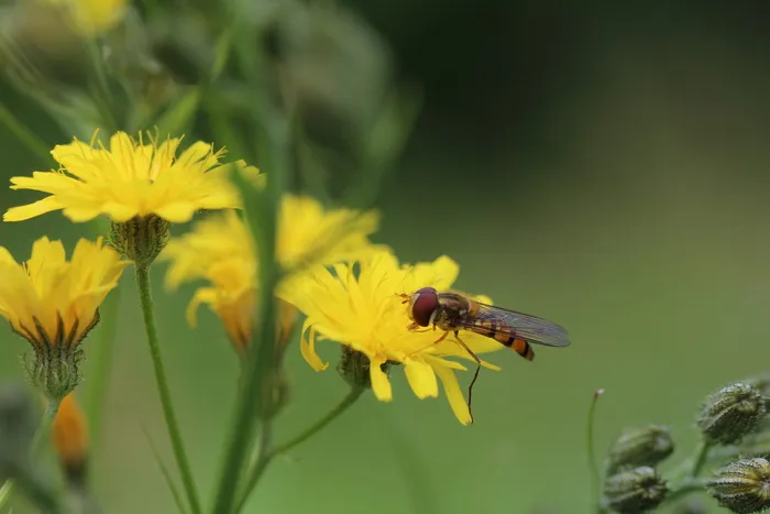 气垫蝇，豪猪，菊科，开花植物，花，无脊椎动物，昆虫，黄色