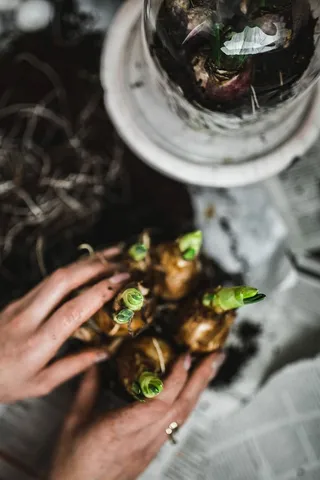 一位妇女在一张铺着鹌鹑蛋的报纸桌子上种苗