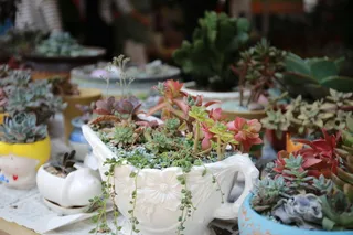 肉质、花卉、景观、植物、开花植物、无人、盆栽植物、选择性聚焦