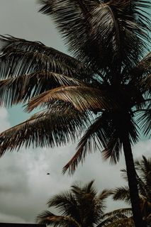 印度，卡纳塔克邦，椰子，椰子，棕榈树，涂料，树叶，瓦斯科