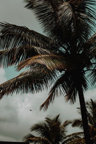 印度，卡纳塔克邦，椰子，椰子，棕榈树，涂料，树叶，瓦斯科