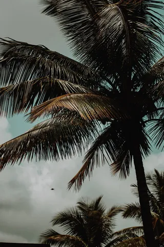 印度，卡纳塔克邦，椰子，椰子，棕榈树，涂料，树叶，瓦斯科