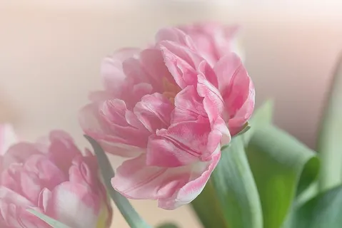 郁金香,开花,开花,粉红色,华丽,重瓣花,春花,柔嫩 郁金香,开花,开花,粉红色,华丽,重瓣花,春花,柔嫩