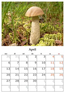 日历,月,4月,2015年4月,植物,生长,自然,无人 日历,月,4月,2015年4月,植物,生长,自然,无人