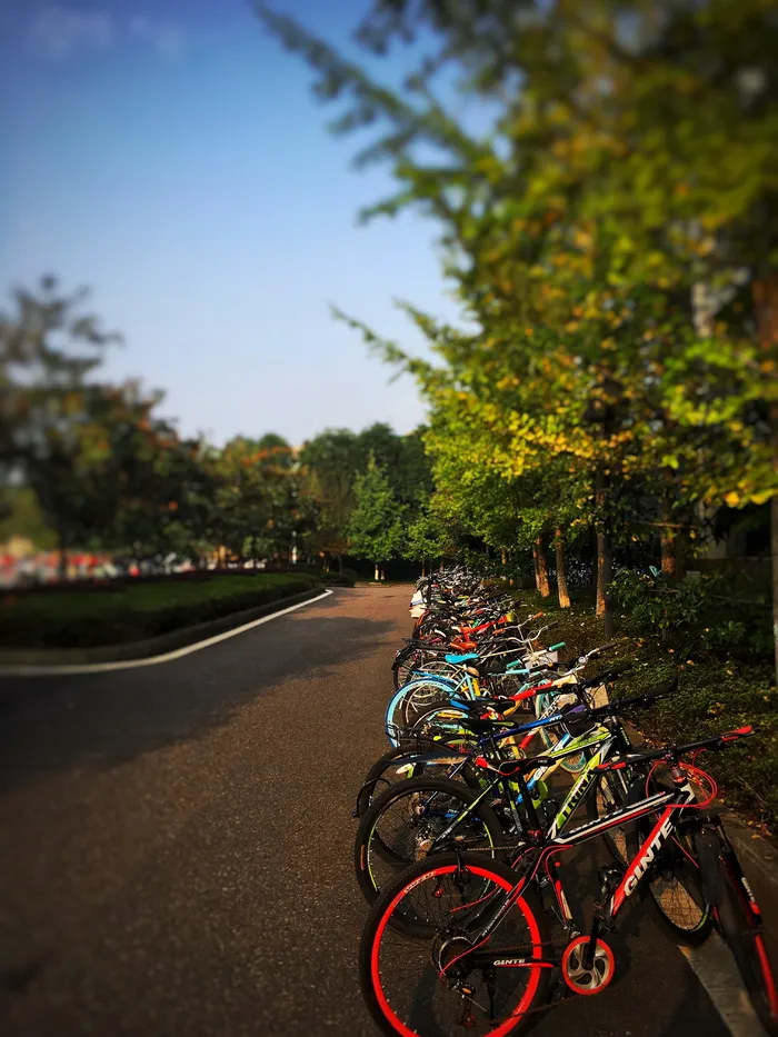 自行车，夏天，高对比度，交通，树，自行车，交通方式，工厂