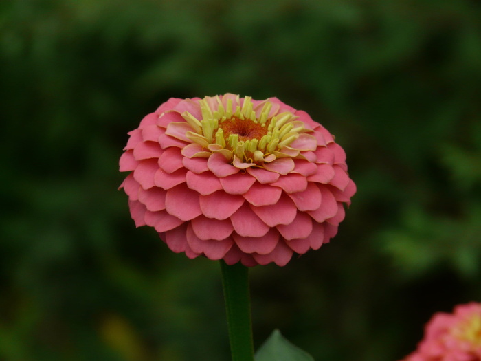 红，黄，花，百日草，花，五颜六色，颜色，紫百日草