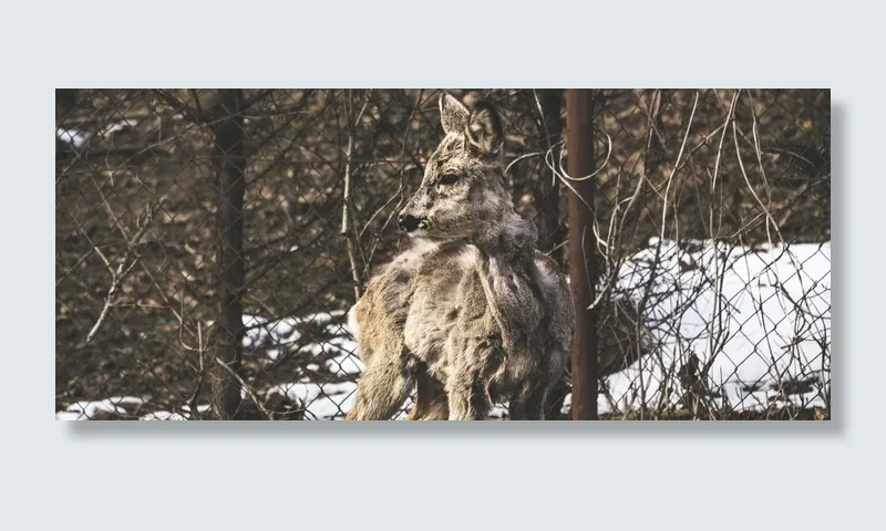 飓风围栏附近的棕色袋鼠