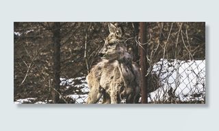 飓风围栏附近的棕色袋鼠