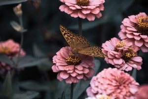 花朵，花园，花朵，蝴蝶，昆虫，翅膀，高清壁纸，tumblr壁纸