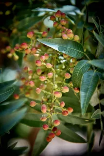 圆形红色水果 圆形红色水果