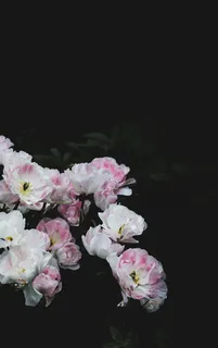白色,粉色,带花瓣的花,深色,夜晚,植物,花,花瓣 白色,粉色,带花瓣的花,深色,夜晚,植物,花,花瓣