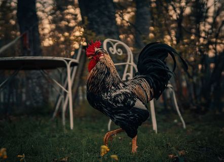 羽毛，家畜，农场，公鸡，骄傲，鸡蛋，有机，鸡肉