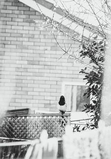 栖息鸟的黑白照片