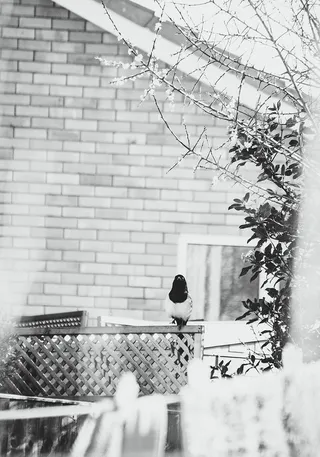 栖息鸟的黑白照片