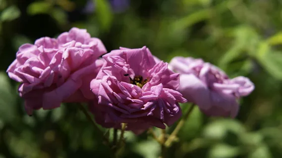 宏, 花, 花瓣, 背景虚化, 索尼阿尔法, a7rii, 开花植物, 厂