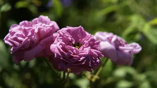 宏, 花, 花瓣, 背景虚化, 索尼阿尔法, a7rii, 开花植物, 厂