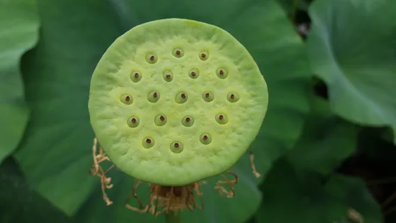 睡莲，自然，后，百合，水，花，新鲜度，湖