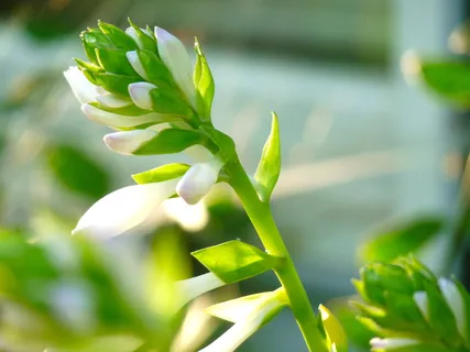 玉簪,开花,花,植物,夏季,多年生,生长,特写 玉簪,开花,花,植物,夏季,多年生,生长,特写