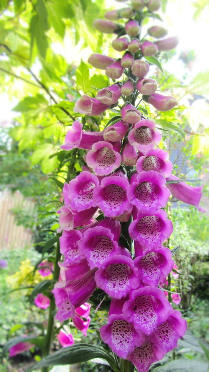 毛地黄、洋地黄、车前草、植物、花卉、生长、新鲜、美丽