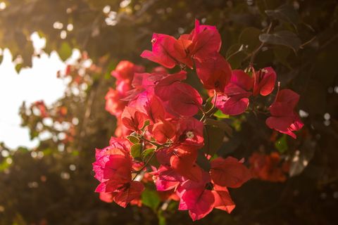 鲜花,墨西哥山茶花,异国情调,阳光明媚,粉色,红色,太阳光 鲜花,墨西哥山茶花,异国情调,阳光明媚,粉色,红色,太阳光