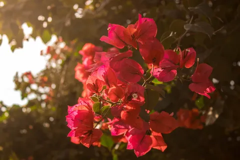 鲜花,墨西哥山茶花,异国情调,阳光明媚,粉色,红色,太阳光 鲜花,墨西哥山茶花,异国情调,阳光明媚,粉色,红色,太阳光