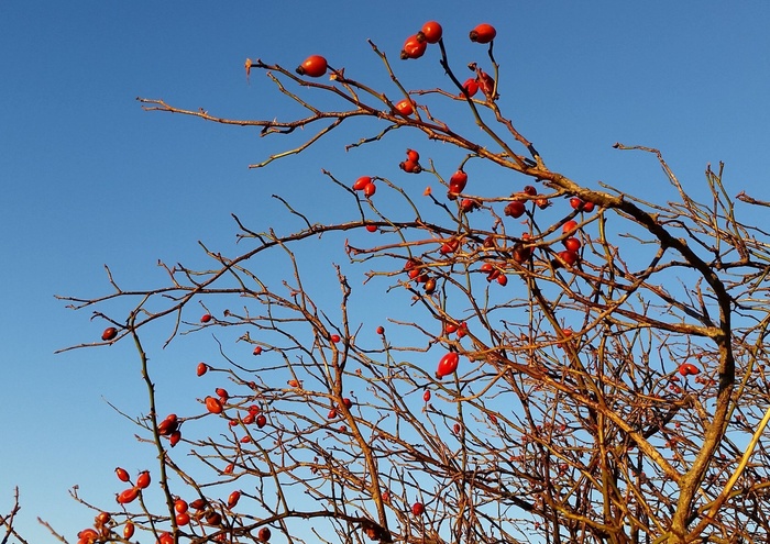 玫瑰果、天空、冬天、蓝色、红色、寒冷、植物、树枝