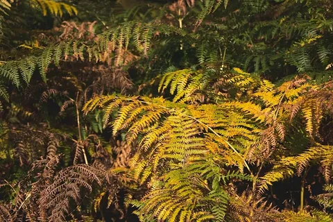 蕨类植物,树叶,自然,户外,植物,树木,森林,树叶 蕨类植物,树叶,自然,户外,植物,树木,森林,树叶