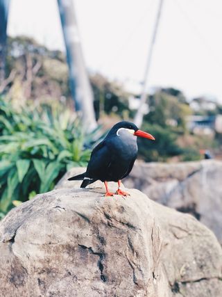 动物, 鸟, 喙, 1 灯塔山, 英国, 托贝, 岩石, 野生动物