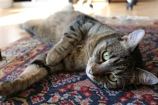 红色和蓝色花朵地毯上的棕色斑猫