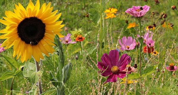 野花，草地，自然，夏天，花朵，花朵，尖花，植物群