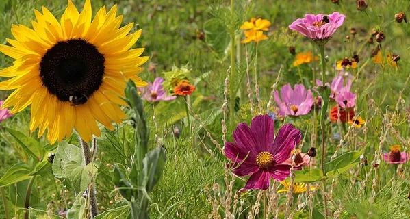 野花,草地,自然,夏天,花朵,花朵,尖花,植物群 野花,草地,自然,夏天,花朵,花朵,尖花,植物群