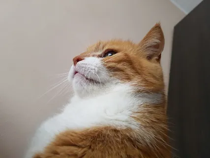 猫，绒毛，鲁迪，家猫，宠物，一只动物，家畜，猫