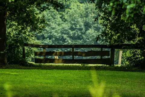 树木，森林，风扇，绿色，自然，外观，感觉，寒冷