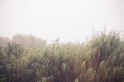 特写摄影,绿色,树叶树,草,覆盖,雾,植物,领域 特写摄影,绿色,树叶树,草,覆盖,雾,植物,领域