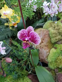 花, 植物, 自然, 花园, 叶子, 开花, 花的, 夏天 花, 植物, 自然, 花园, 叶子, 开花, 花的, 夏天