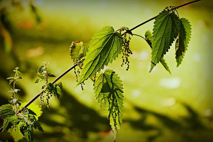 刺荨麻、植物、叶子、叶脉、图案、水、沟渠、鸭草