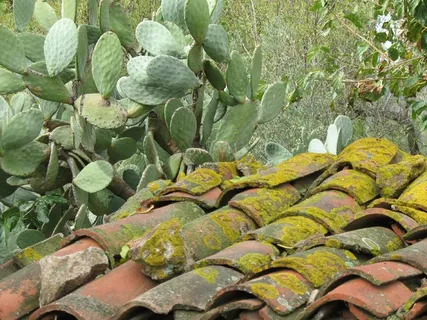 瓷砖，苔藓，刺梨，运动，古代，植物，自然，生长