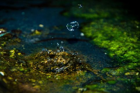 自然、水、户外、爬行动物、潮湿、跌落、选择性聚焦、运动