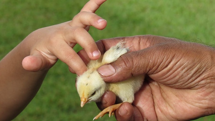 爱，世代，宽容，人，手，动物，快乐，感情