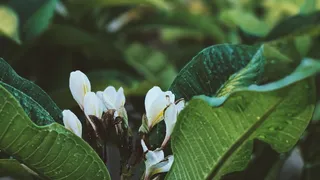 澳大利亚，gosnells，iphone，深度，植物，iphone 7 plus，vsco，效果
