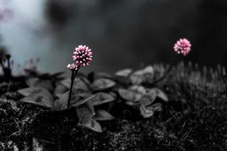 花，静音，单色，自然，粉色，草，叶，光室