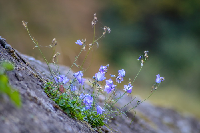 蓝色，墙，墙花，石墙，花，石头，自然，力量