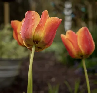 植物、花朵、花朵、郁金香、春天、大自然、花园、绿色