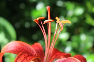 加拿大、普莱斯、梅蒂斯花园花园、萱草、花卉、植物、百合、自然