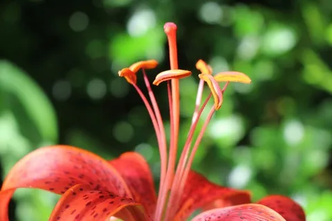 加拿大、普莱斯、梅蒂斯花园花园、萱草、花卉、植物、百合、自然 加拿大、普莱斯、梅蒂斯花园花园、萱草、花卉、植物、百合、自然