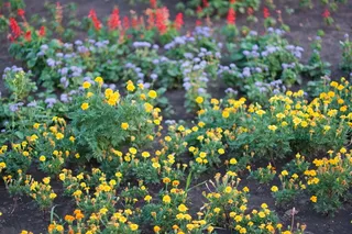 花朵，蓝色，绿色，黄色，红色，田野，花朵，开花植物