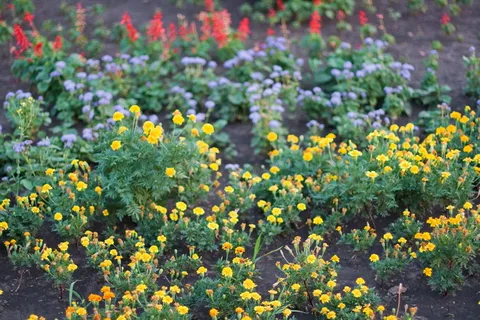 花朵,蓝色,绿色,黄色,红色,田野,花朵,开花植物 花朵,蓝色,绿色,黄色,红色,田野,花朵,开花植物
