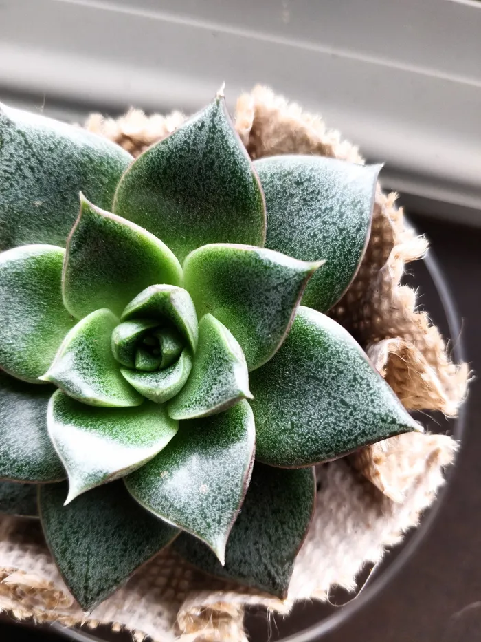 绿色盆栽植物